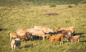 Les vaches Aubrac