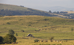 Les vaches Aubrac et le buron