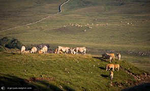 Plaine et vallée d'Aubrac